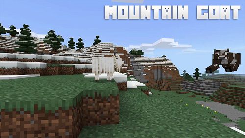 Mountain goat