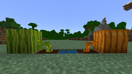 Pumpkin and Melon Stem