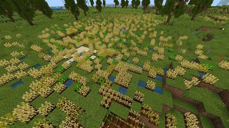 Wheat Field (Prairie)