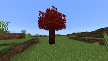 Maple Trees