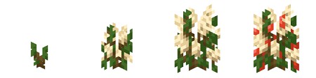 Coffee plant