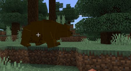 Brown Bears (1)
