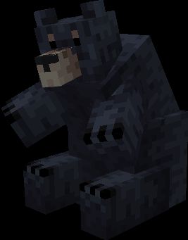Black Bear