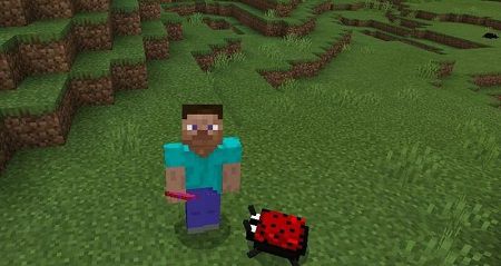 ladybug