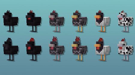 Cluckier Chickens (1)