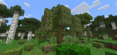 Azalea Trees