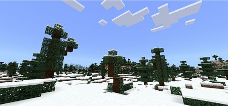 Spruce Trees