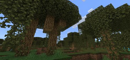 Swamp Oak Trees