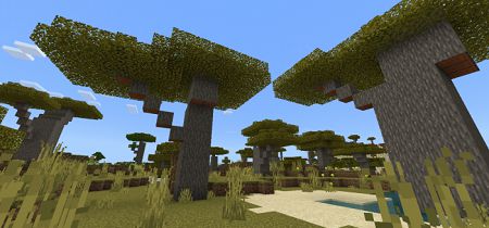 Acacia Trees