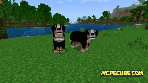 bernese