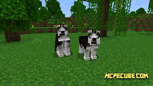 siberian husky
