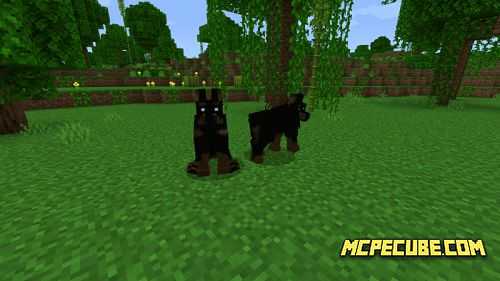 doberman