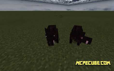 Boar