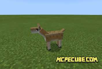 Deer