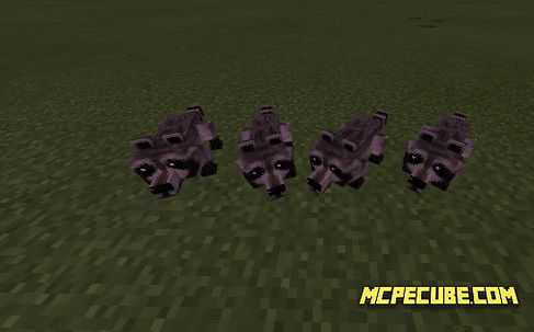 Raccoon